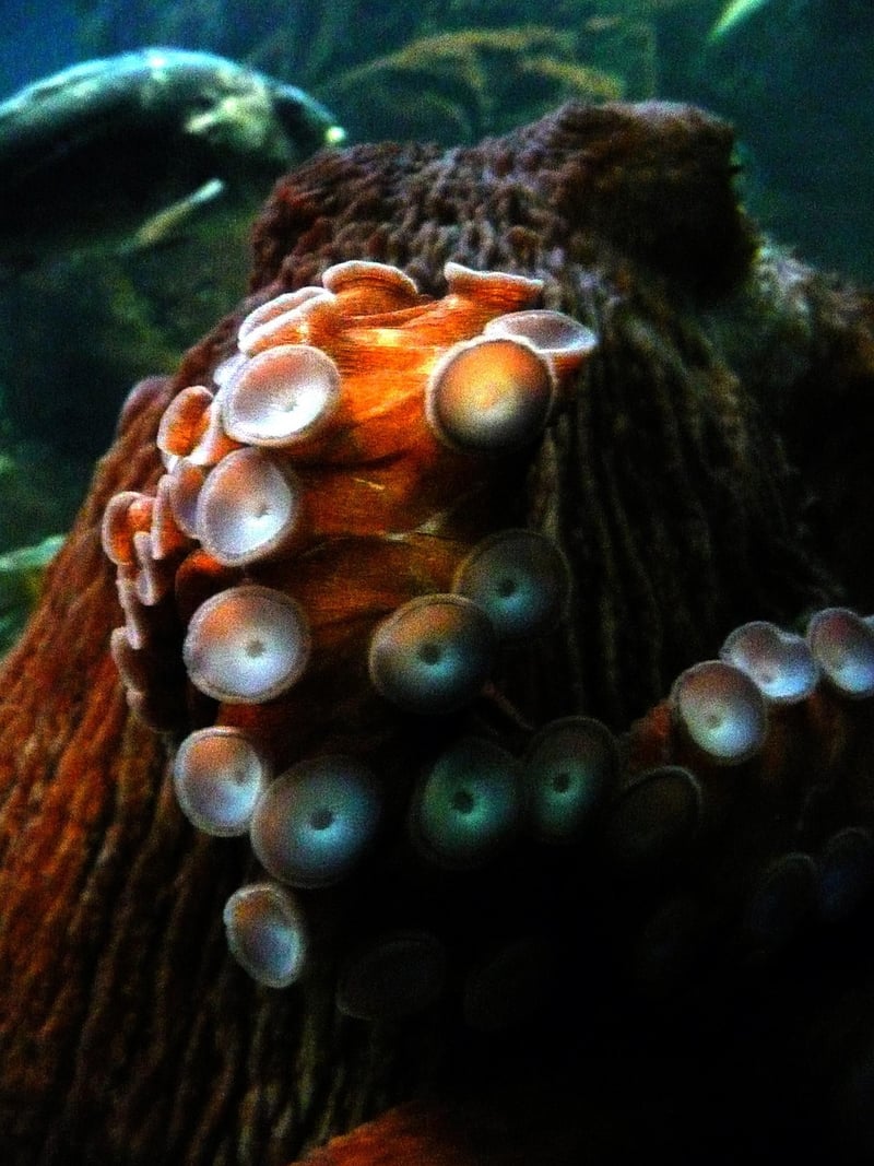Kraken Image